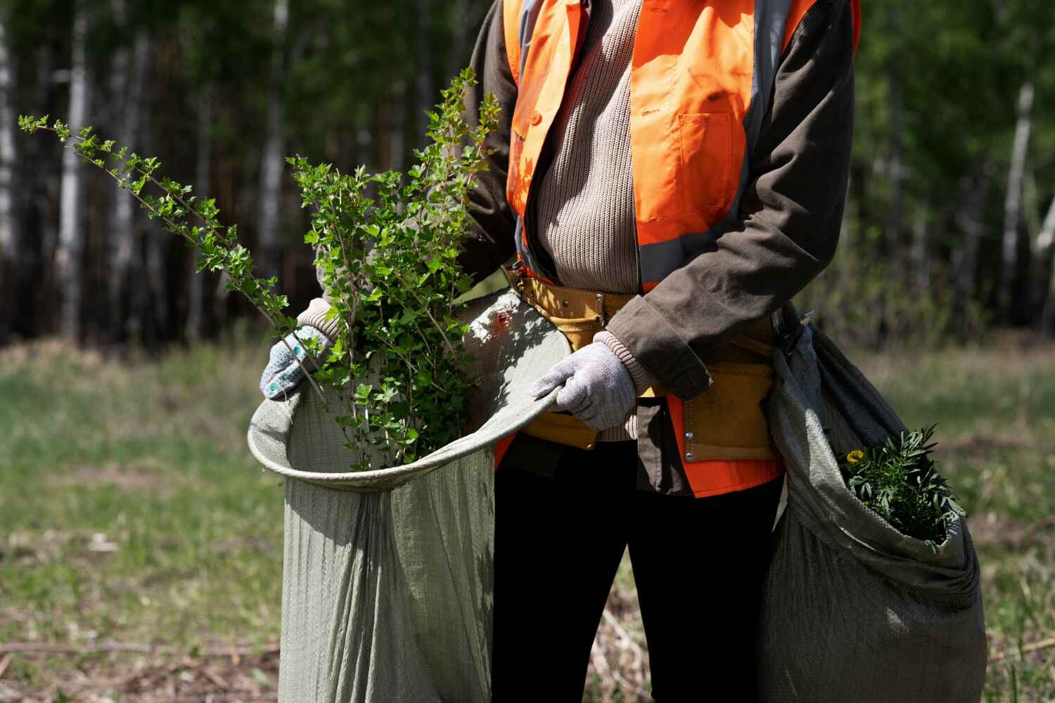 Best Tree Cutting Near Me  in Dandridge, TN